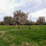 Il campestre percorso ci porta alle spalle della villa dove si estende un vasto appezzamento di terra con ulivi secolari, alberi di mandorle...